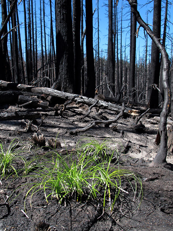 living beargrass & dead trees (Xerophyllum tenax) [Vista Ridge Trail, Mt. Hood Wilderness, Hood River County, Oregon]