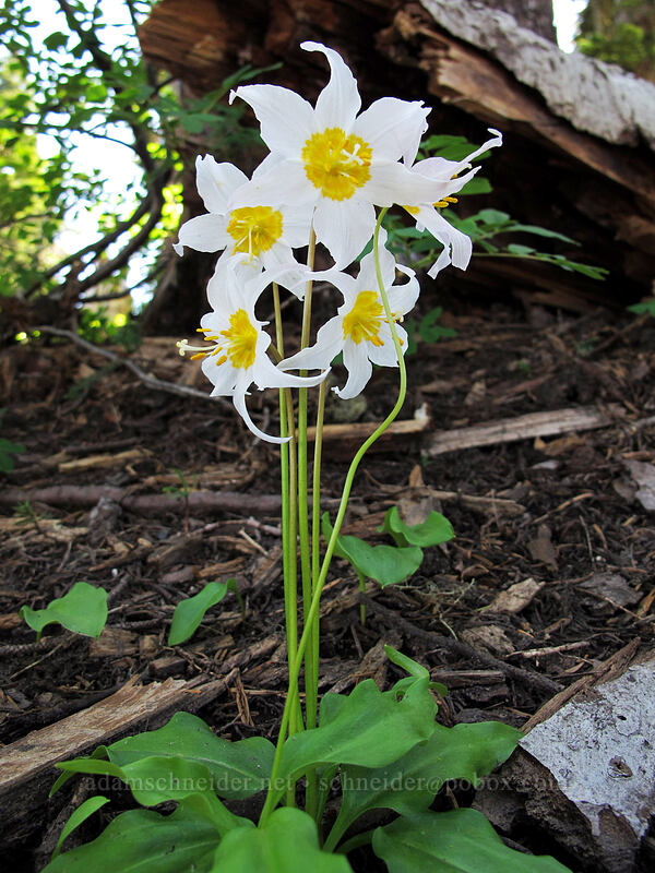 avalanche lilies (Erythronium montanum) [Wy'east Basin, Mt. Hood Wilderness, Hood River County, Oregon]