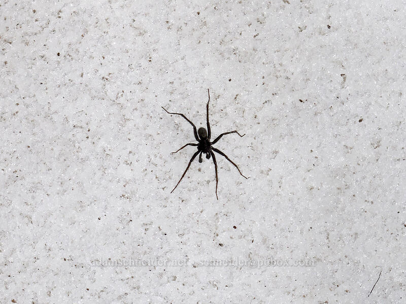 snow-dwelling spider [Ladd Glacier, Mt. Hood Wilderness, Hood River County, Oregon]