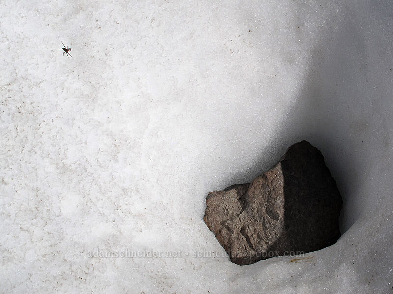 snow-dwelling spider [Ladd Glacier, Mt. Hood Wilderness, Hood River County, Oregon]