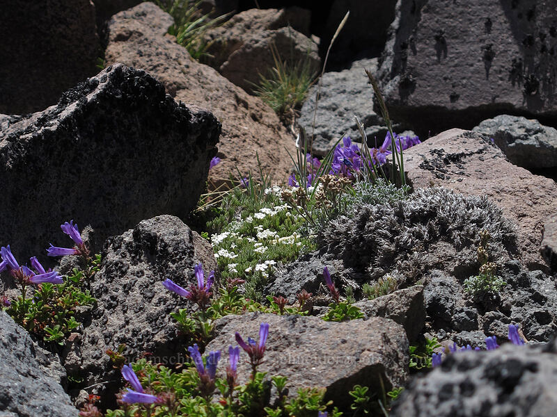 Davidon's penstemon & Henderson's phlox (Penstemon davidsonii, Phlox hendersonii) [Barrett Spur, Mt. Hood Wilderness, Hood River County, Oregon]