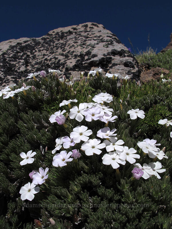 Henderson's phlox [Barrett Spur, Mt. Hood Wilderness, Hood River County, Oregon]