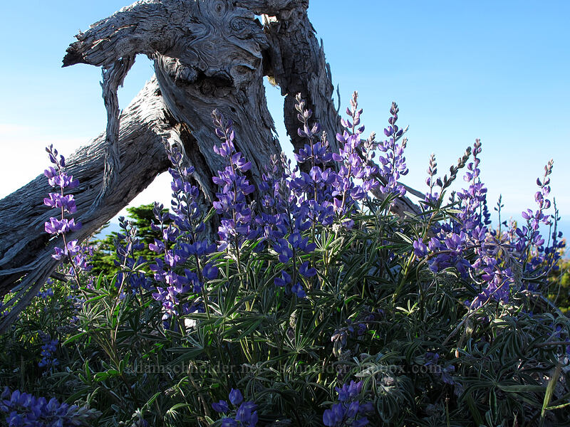 lupines (Lupinus latifolius) [above Dollar Lake, Mt. Hood Wilderness, Hood River County, Oregon]