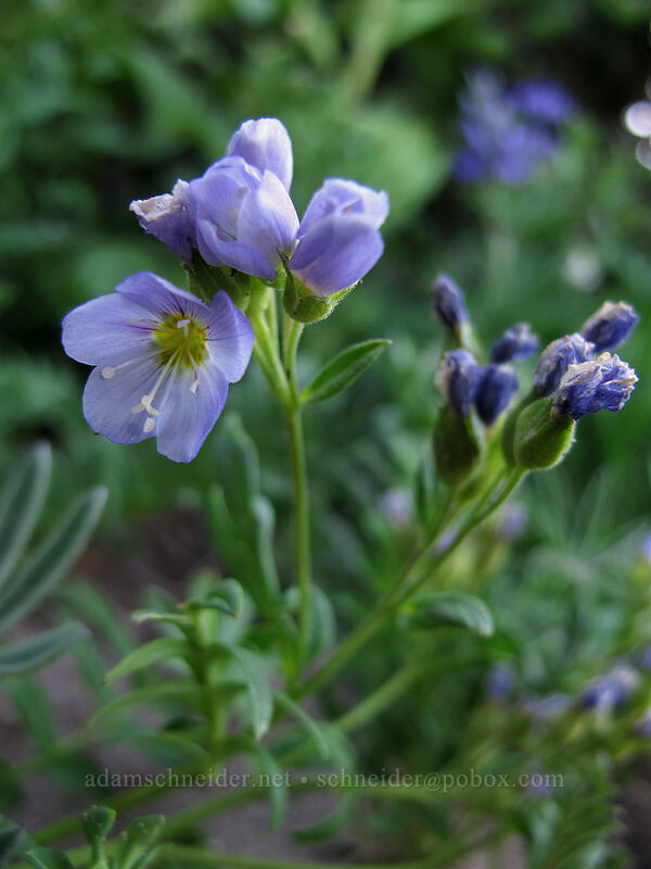 California Jacob's ladder (Polemonium californicum) [above Dollar Lake, Mt. Hood Wilderness, Hood River County, Oregon]