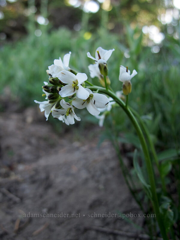Cascade rockcress (Arabis furcata) [above Dollar Lake, Mt. Hood Wilderness, Hood River County, Oregon]