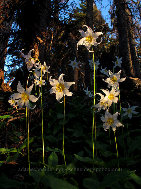 avalanche lilies (Erythronium montanum) [Vista Ridge Trail, Mt. Hood Wilderness, Hood River County, Oregon]