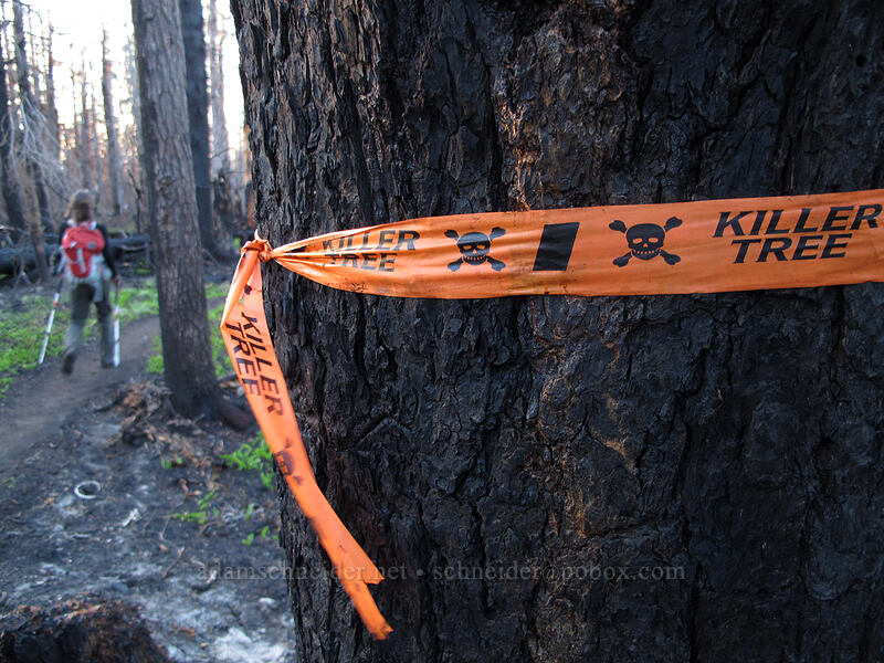 Killer Tree [Vista Ridge Trail, Mt. Hood Wilderness, Hood River County, Oregon]