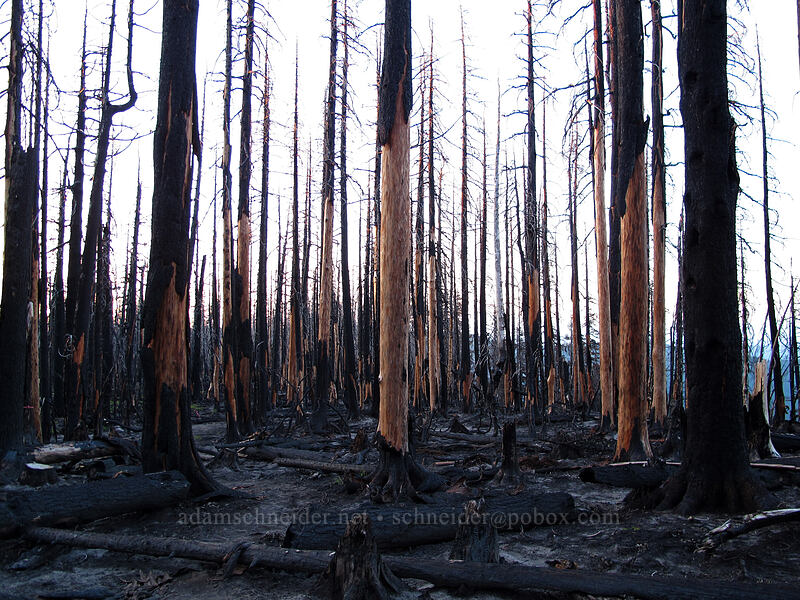 burned trees at sunset [Vista Ridge Trail, Mt. Hood Wilderness, Hood River County, Oregon]