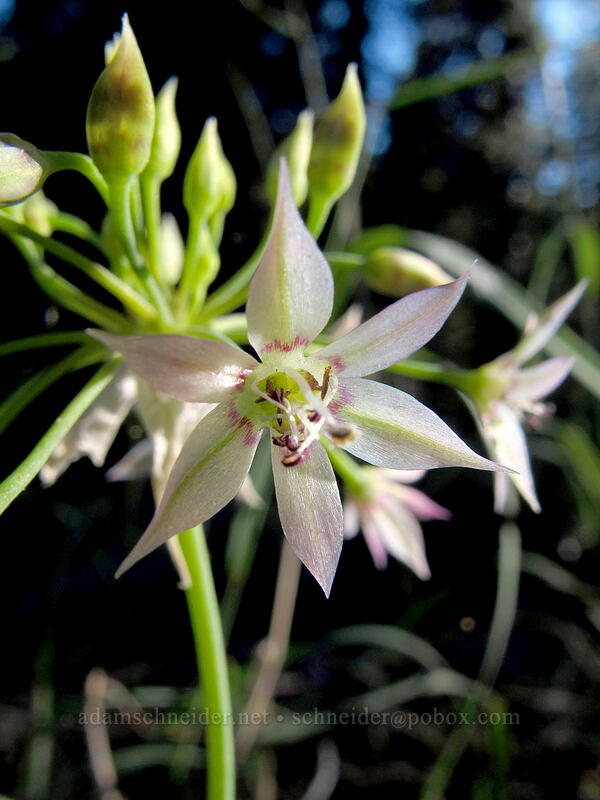 Sierra onion (Allium campanulatum) [Feather River Summer Homes, Lassen National Forest, Plumas County, California]