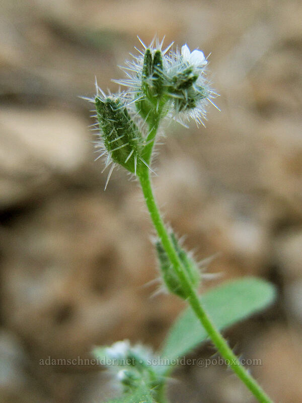 slender cryptantha (Cryptantha affinis) [Feather River Summer Homes, Lassen National Forest, Plumas County, California]