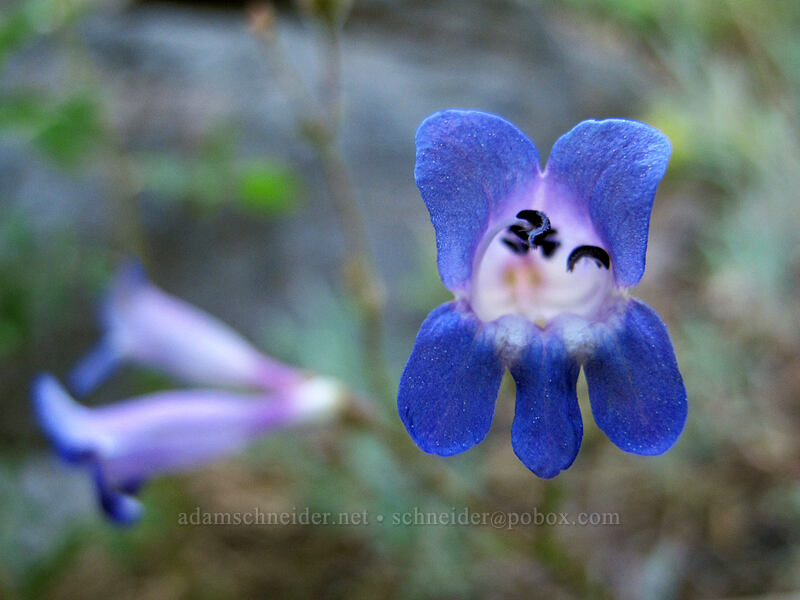 Plumas County beard-tongue (Penstemon neotericus) [Feather River Summer Homes, Lassen National Forest, Plumas County, California]