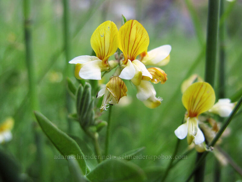 streambank bird's-foot trefoil (Hosackia oblongifolia (Lotus oblongifolius)) [Feather River Summer Homes, Lassen National Forest, Plumas County, California]