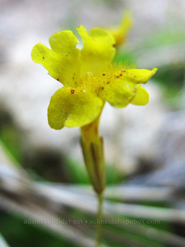 primrose monkeyflower (Erythranthe primuloides (Mimulus primuloides)) [Feather River Summer Homes, Lassen National Forest, Plumas County, California]