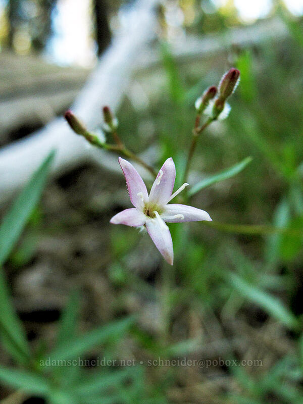 milk kelloggia (Kelloggia galioides) [Feather River Summer Homes, Lassen National Forest, Plumas County, California]