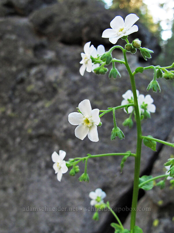 California stickseed (Hackelia californica) [Feather River Summer Homes, Lassen National Forest, Plumas County, California]