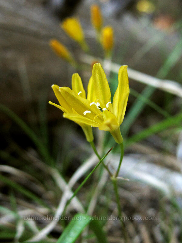 Sierra triteleia (slender triplet lily) (Triteleia montana) [Feather River Summer Homes, Lassen National Forest, Plumas County, California]