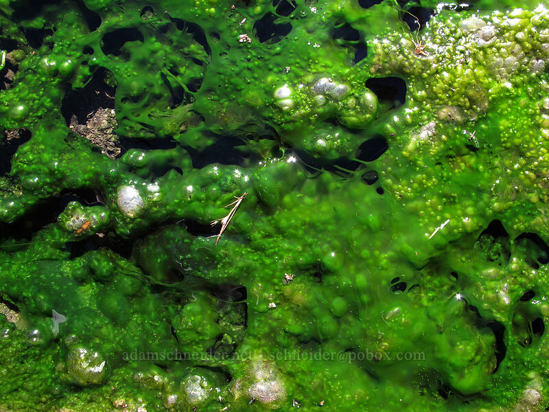 bright green cyanobacteria in a warm spring [Drakesbad Meadow, Lassen Volcanic National Park, Plumas County, California]
