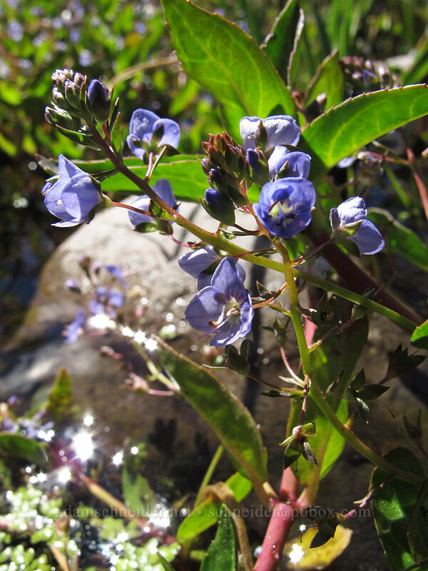 American speedwell (Veronica americana) [Drakesbad Meadow, Lassen Volcanic National Park, Plumas County, California]