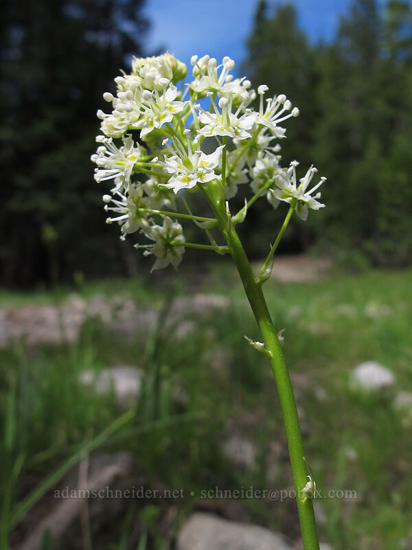 death-camas (Toxicoscordion venenosum (Zigadenus venenosus)) [Devil's Kitchen Trail, Lassen Volcanic National Park, Plumas County, California]