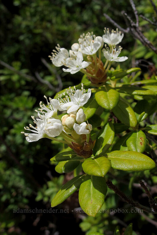 trapper's tea (western Labrador tea) (Rhododendron neoglandulosum (Rhododendron columbianum) (Ledum glandulosum)) [Devil's Kitchen, Lassen Volcanic National Park, Plumas County, California]