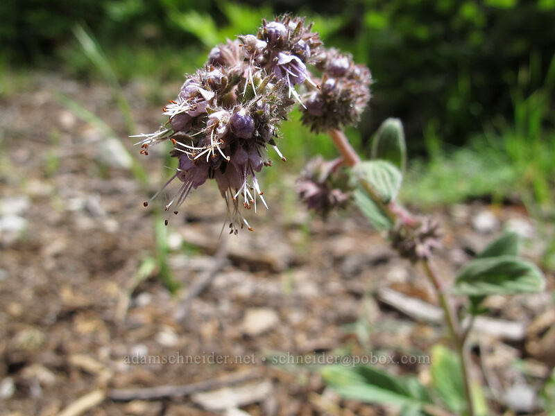 changeable phacelia (Phacelia mutabilis) [Devil's Kitchen Trail, Lassen Volcanic National Park, Plumas County, California]