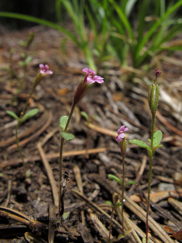 Brewer's monkeyflower (Erythranthe breweri (Mimulus breweri)) [Devil's Kitchen Trail, Lassen Volcanic National Park, Plumas County, California]