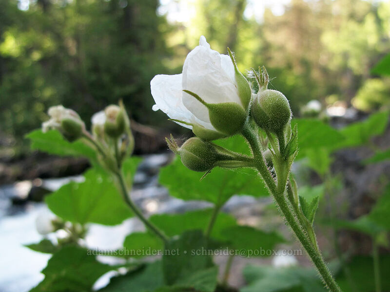 thimbleberry flowers (Rubus parviflorus) [Double Falls, Lassen National Forest, Plumas County, California]