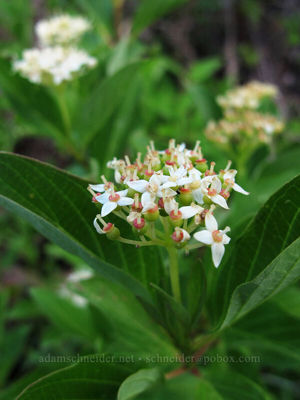 red-osier dogwood (Cornus sericea) [Double Falls, Lassen National Forest, Plumas County, California]