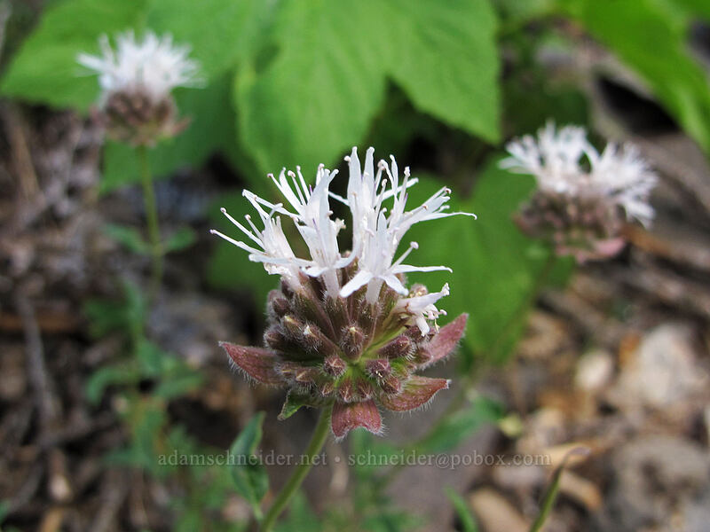 mountain coyote mint (Monardella odoratissima) [Double Falls, Lassen National Forest, Plumas County, California]
