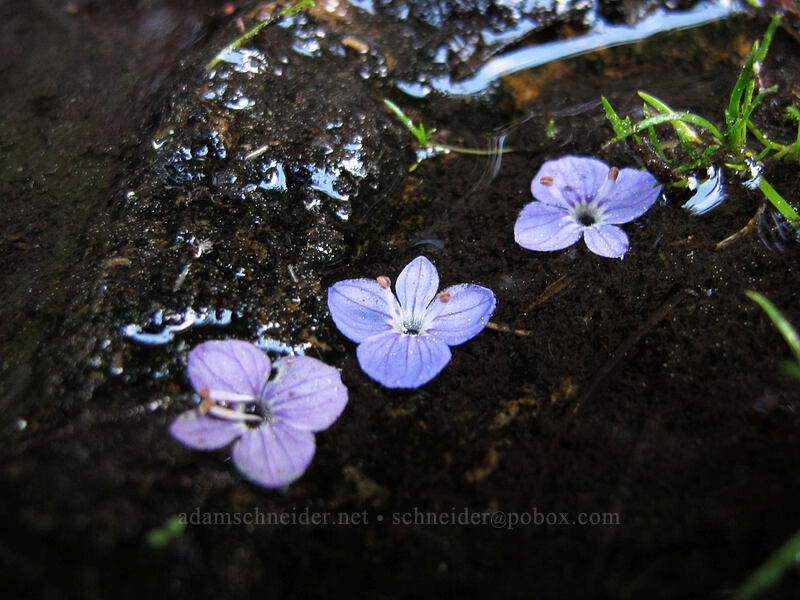 fallen speedwell flowers (Veronica sp.) [Double Falls, Lassen National Forest, Plumas County, California]