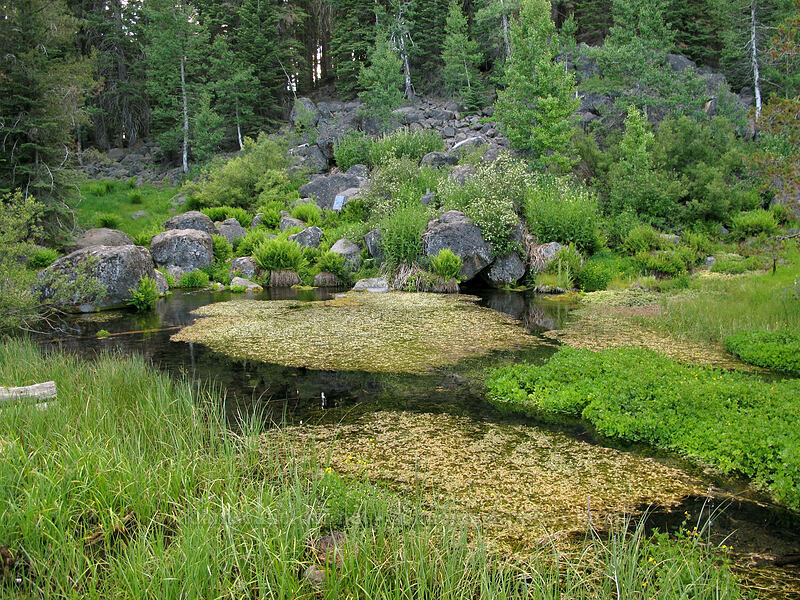 Domingo Spring [Domingo Spring, Lassen National Forest, Plumas County, California]