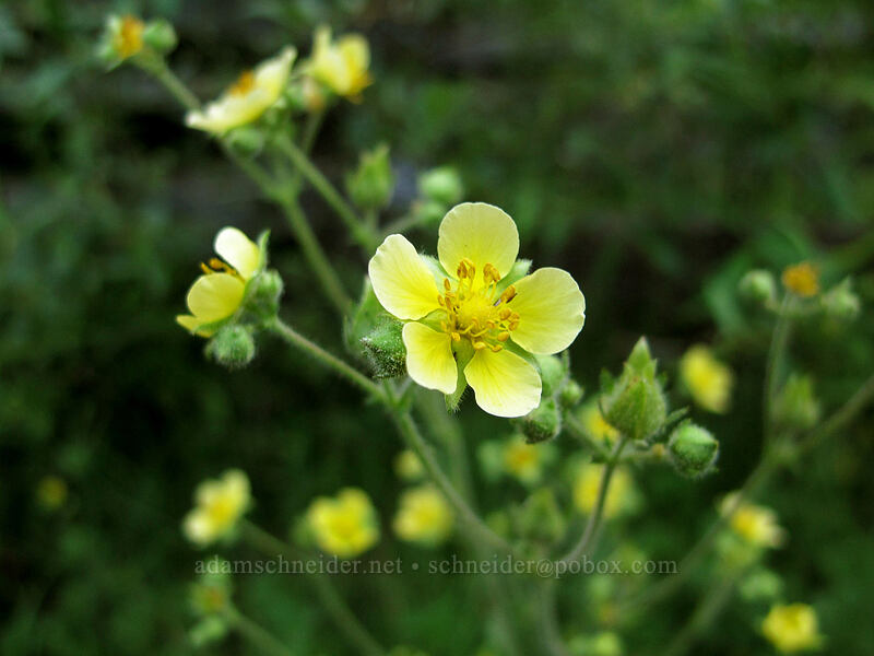 sticky cinquefoil (Drymocallis sp. (Potentilla glandulosa)) [Domingo Spring, Lassen National Forest, Plumas County, California]