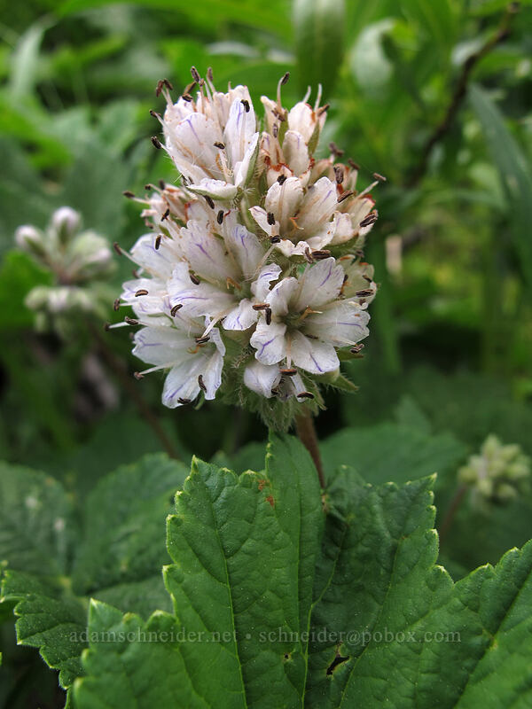 western waterleaf (Hydrophyllum occidentale) [Brokeoff Mountain Trail, Lassen Volcanic National Park, Tehama County, California]
