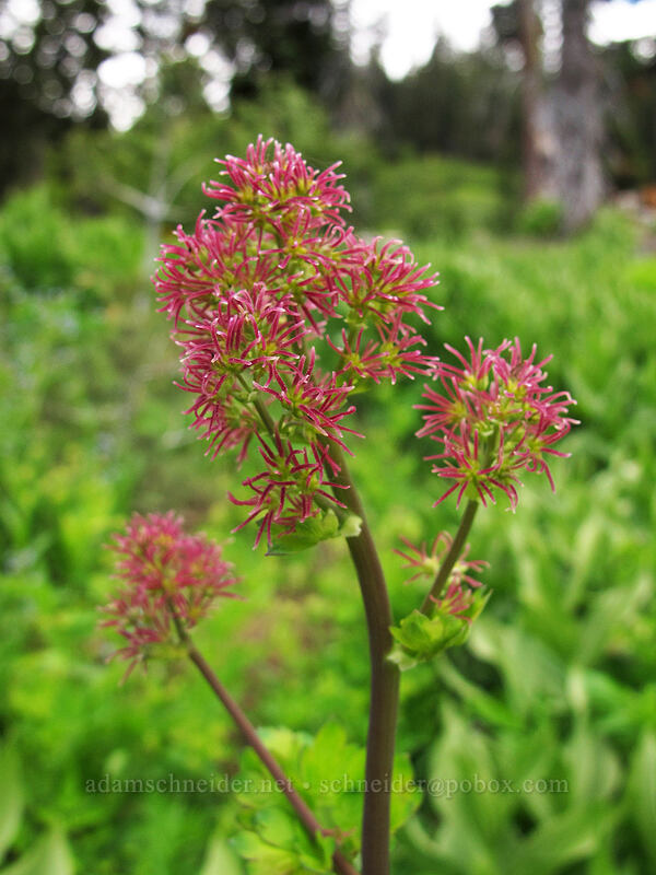 Fendler's meadow-rue (female flowers) (Thalictrum fendleri) [Brokeoff Mountain Trail, Lassen Volcanic National Park, Tehama County, California]