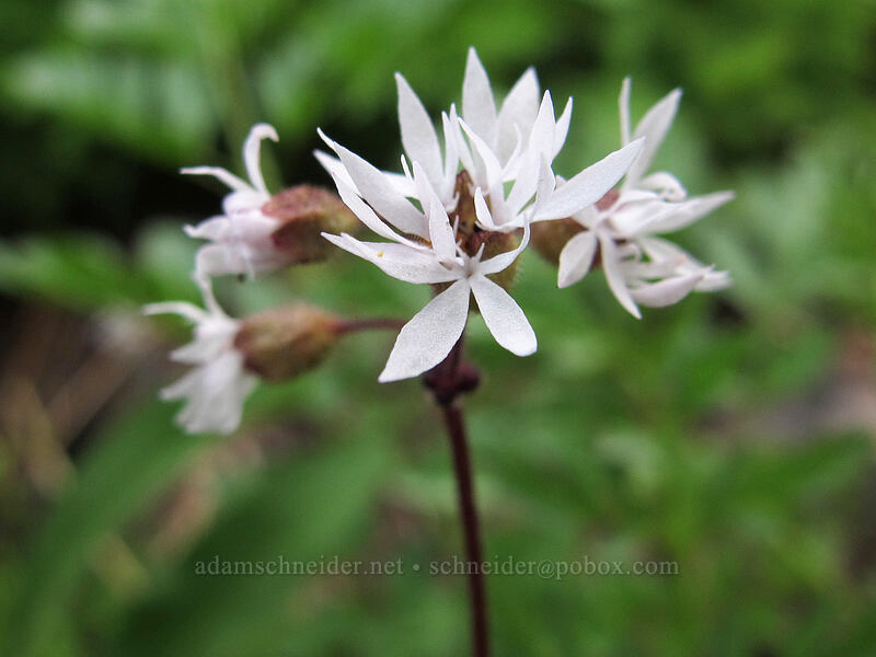 bulbiferous woodland stars (Lithophragma glabrum) [Brokeoff Mountain Trail, Lassen Volcanic National Park, Tehama County, California]