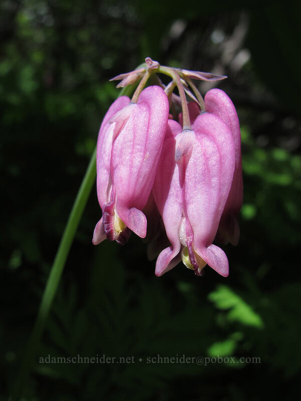 bleeding hearts (Dicentra formosa) [Brokeoff Mountain Trail, Lassen Volcanic National Park, Tehama County, California]