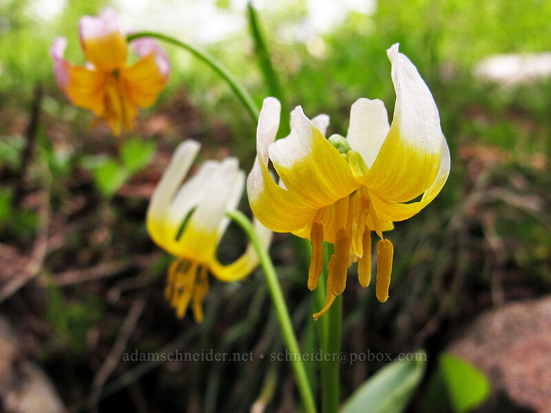 purple fawn lilies (Erythronium purpurascens) [Brokeoff Mountain Trail, Lassen Volcanic National Park, Tehama County, California]