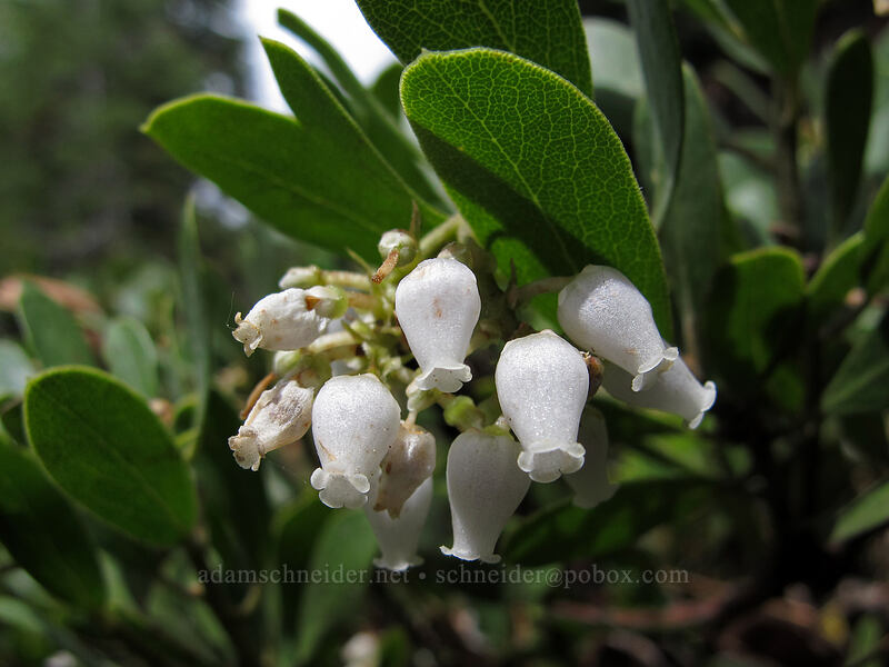 pinemat manzanita (Arctostaphylos nevadensis) [Brokeoff Mountain Trail, Lassen Volcanic National Park, Tehama County, California]