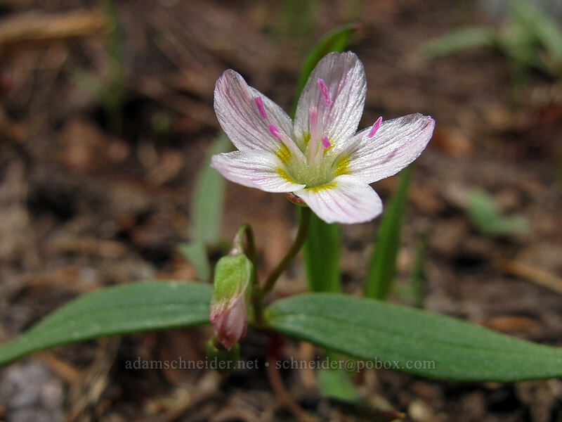 lance-leaf spring beauty (Claytonia lanceolata) [Brokeoff Mountain Trail, Lassen Volcanic National Park, Tehama County, California]