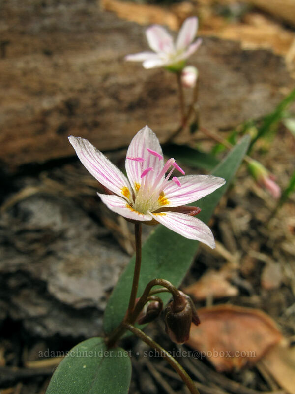 lance-leaf spring beauty (Claytonia lanceolata) [Brokeoff Mountain Trail, Lassen Volcanic National Park, Tehama County, California]