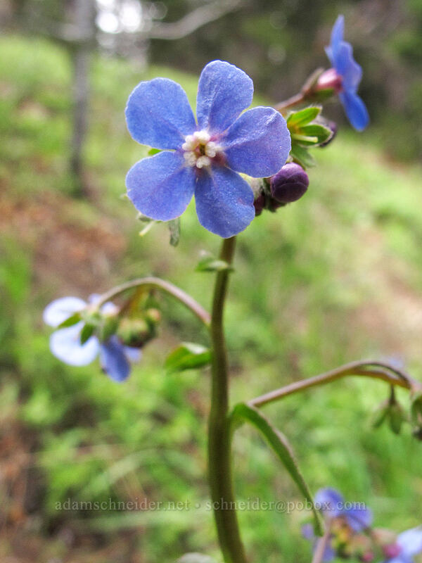 Sierra stickseed (Hackelia nervosa) [Brokeoff Mountain Trail, Lassen Volcanic National Park, Tehama County, California]