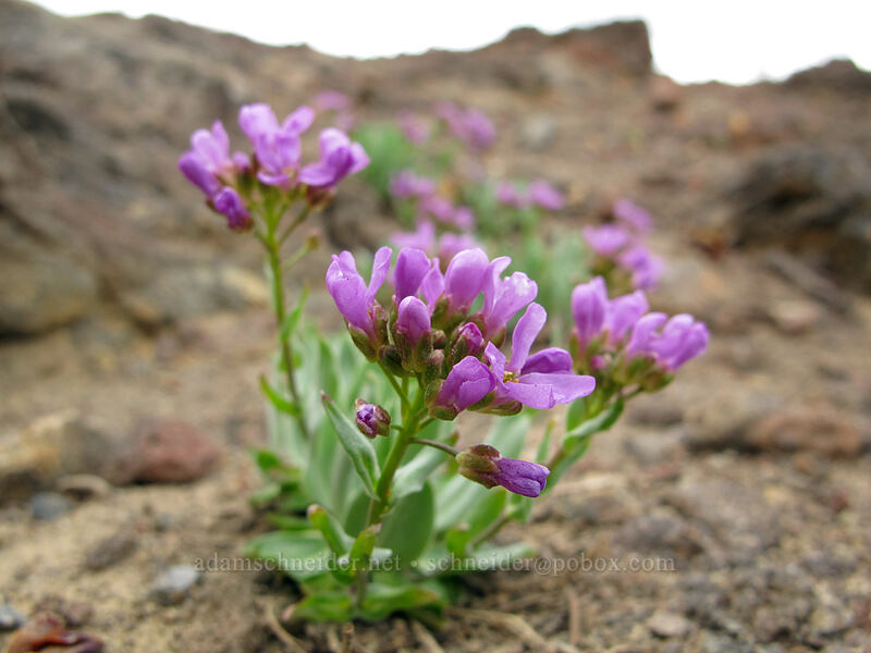 dagger pod (Phoenicaulis cheiranthoides) [Brokeoff Mountain Trail, Lassen Volcanic National Park, Tehama County, California]