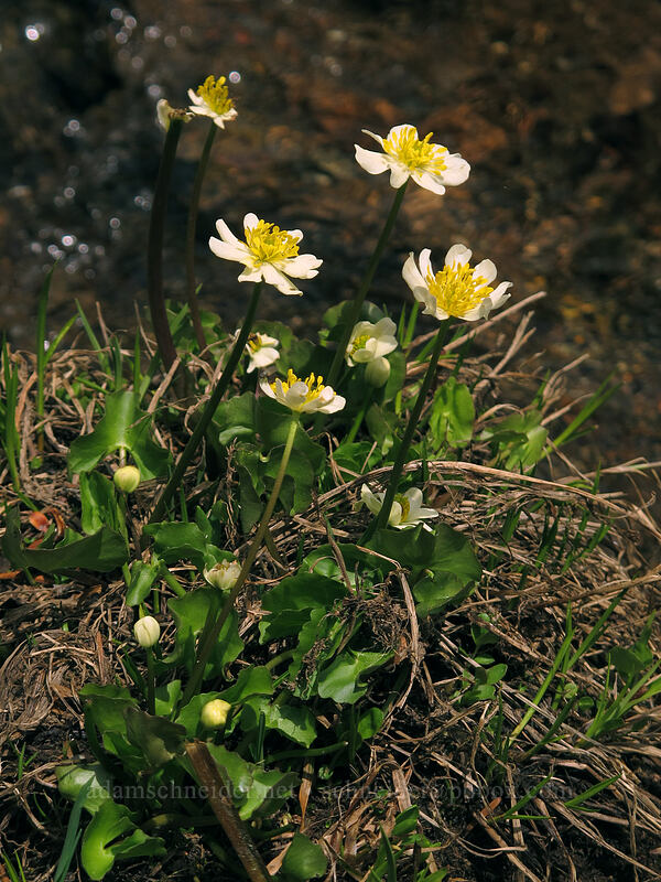 marsh-marigolds (Caltha biflora (Caltha leptosepala var. biflora)) [Brokeoff Mountain Trail, Lassen Volcanic National Park, Tehama County, California]