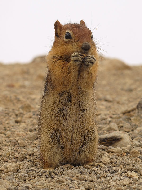 golden-mantled ground squirrel (Callospermophilus lateralis (Spermophilus lateralis)) [Brokeoff Mountain summit, Lassen Volcanic National Park, Tehama County, California]