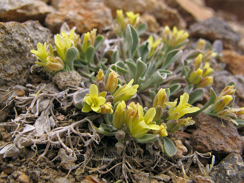 western bladder-pod (Physaria occidentalis ssp. occidentalis (Lesquerella occidentalis)) [Brokeoff Mountain Trail, Lassen Volcanic National Park, Tehama County, California]