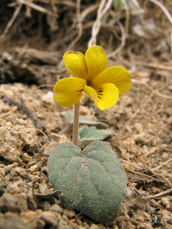 goose-foot violet (Viola purpurea ssp. integrifolia) [Brokeoff Mountain Trail, Lassen Volcanic National Park, Tehama County, California]