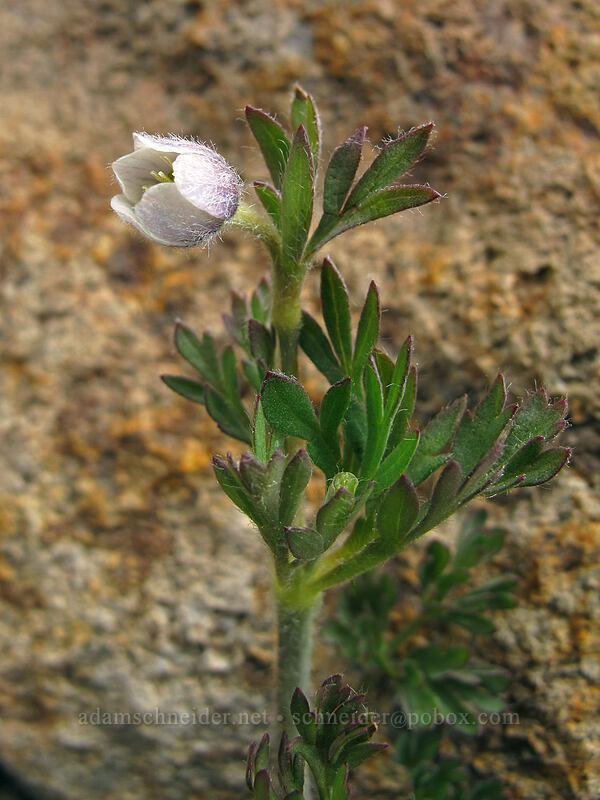 Drummond's anemone (Anemone drummondii) [Brokeoff Mountain Trail, Lassen Volcanic National Park, Shasta County, California]