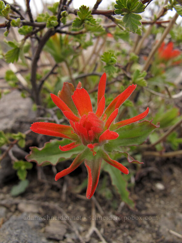 wavy-leaf paintbrush (Castilleja applegatei var. pinetorum) [Brokeoff Mountain Trail, Lassen Volcanic National Park, Shasta County, California]