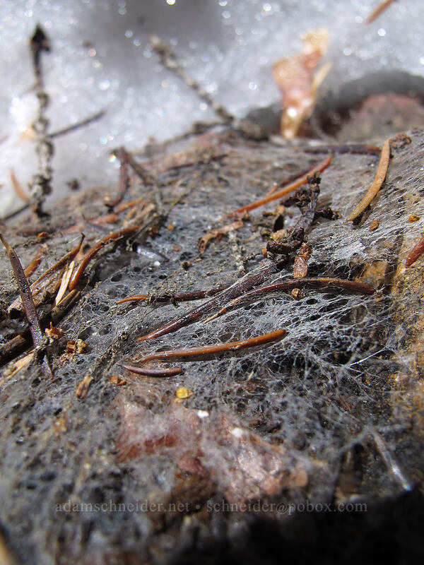 snow mold [Brokeoff Mountain Trail, Lassen Volcanic National Park, Tehama County, California]