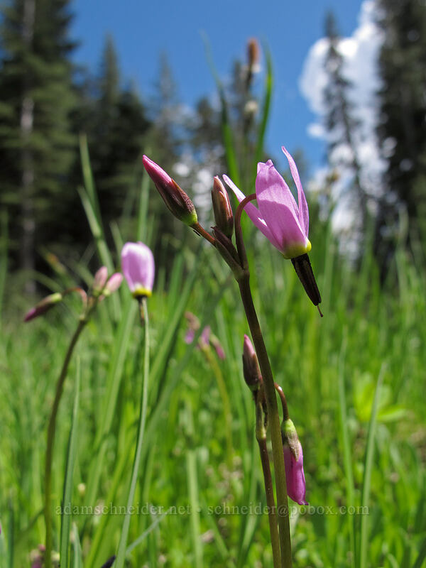 alpine shooting stars (Dodecatheon alpinum (Primula tetrandra)) [Brokeoff Mountain Trail, Lassen Volcanic National Park, Tehama County, California]